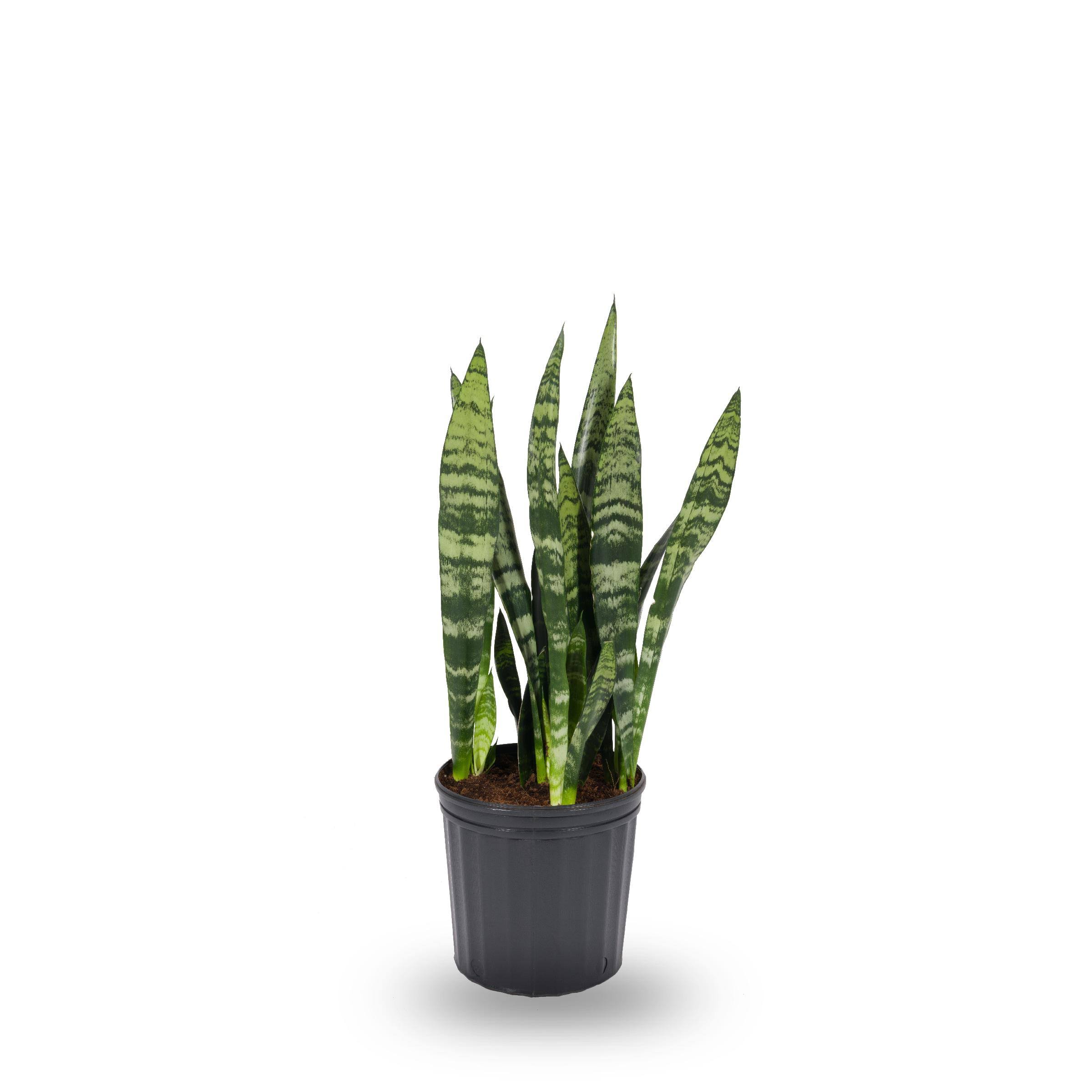 Plants of Steel Sansevieria House Plant in 1.72-Gallon (S) Pot | Nursery