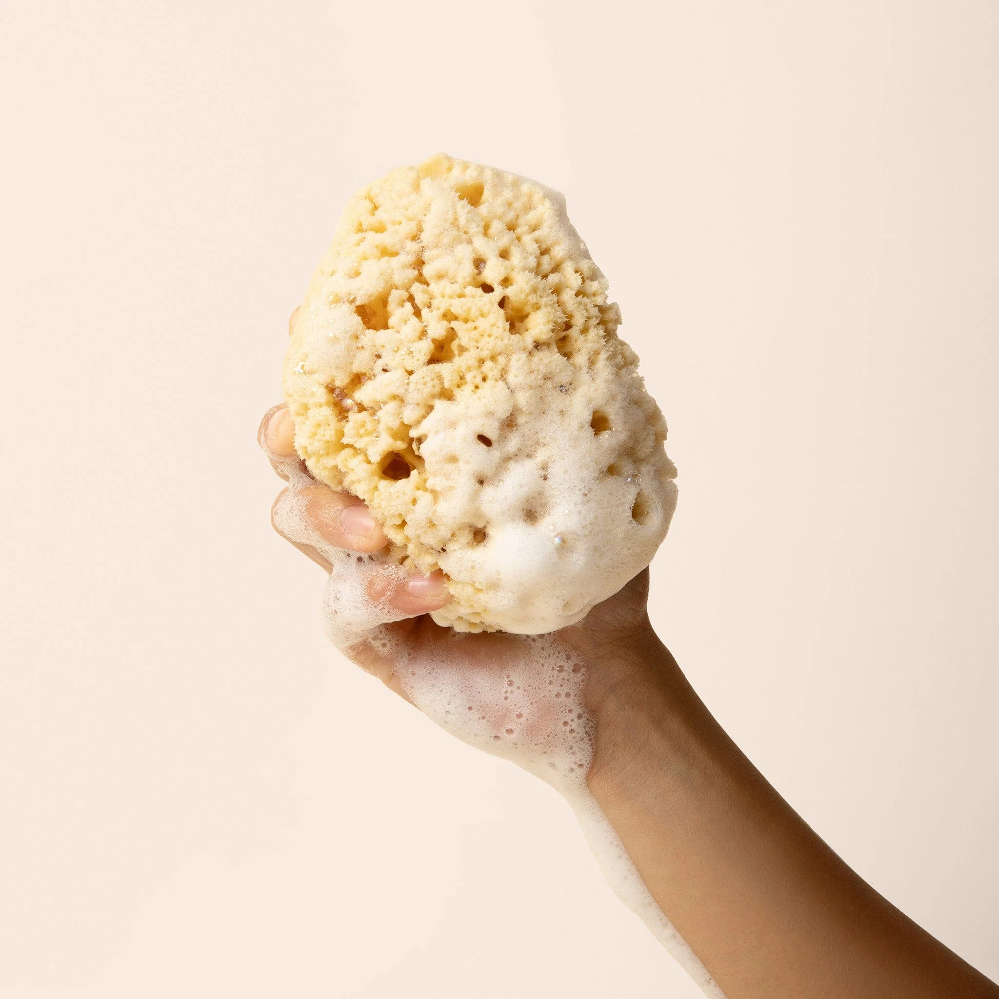 Sea Sponge