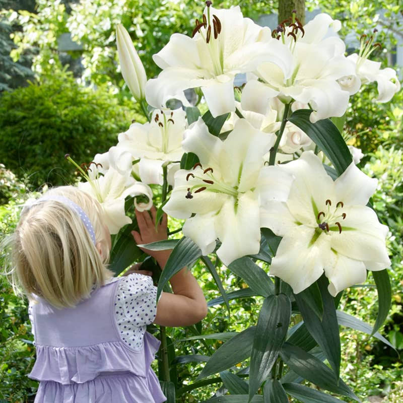 Pretty Woman Orienpet Lilies - 3 Bulbs per Pack - Freshly Dug Fragrant Lily Flower Bulbs, Large White Showy Blooms