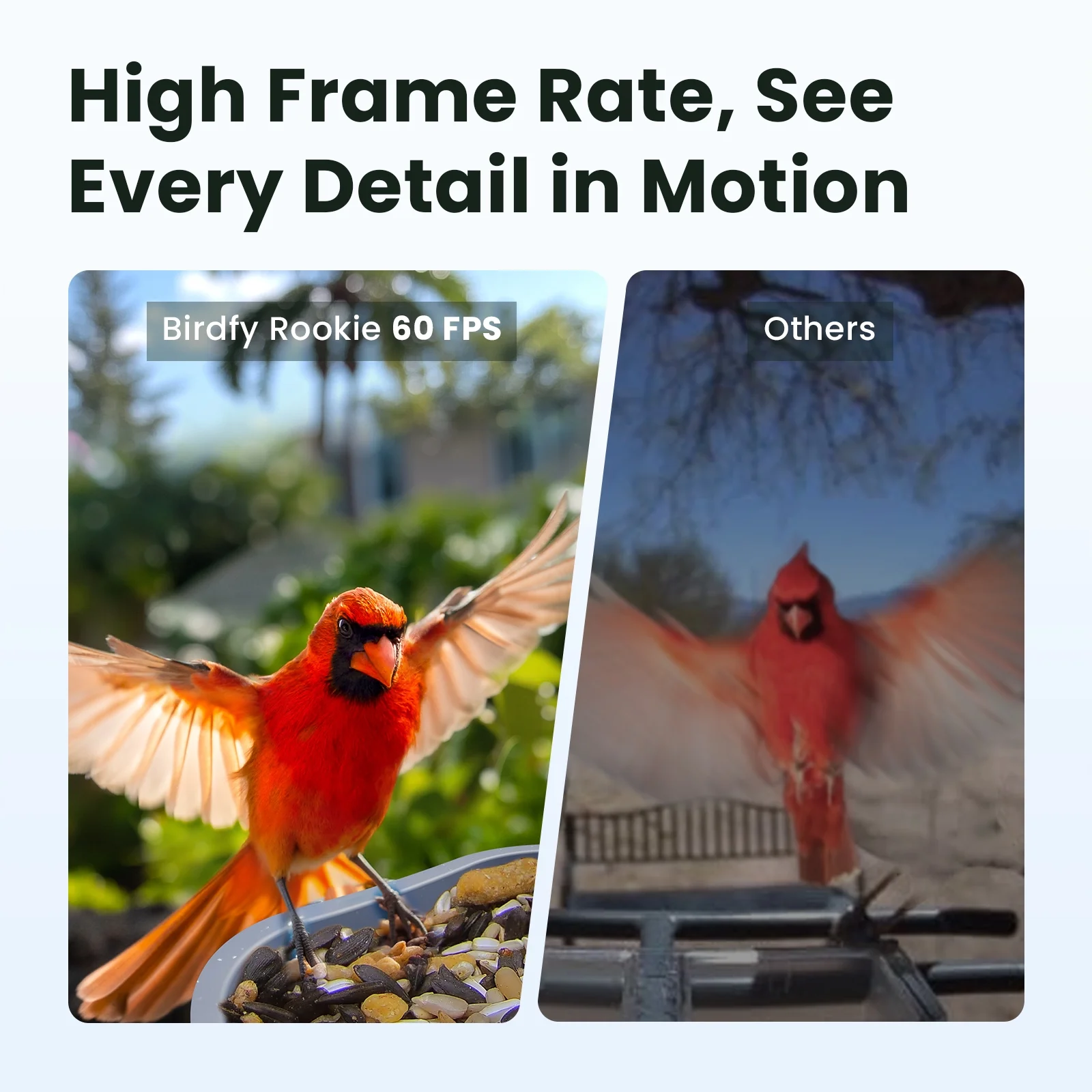 Smart Bird Feeder with Camera, 60FPS Smooth Video, AI Bird Identification Instant Alerts, Auto Capture, Perfect Gift for Bird Lovers(WMTNI-0152) - Image 3