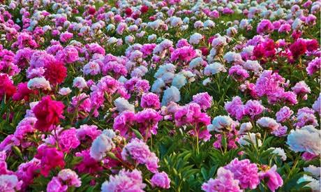 Mixed Peonies - 4 Bulbs