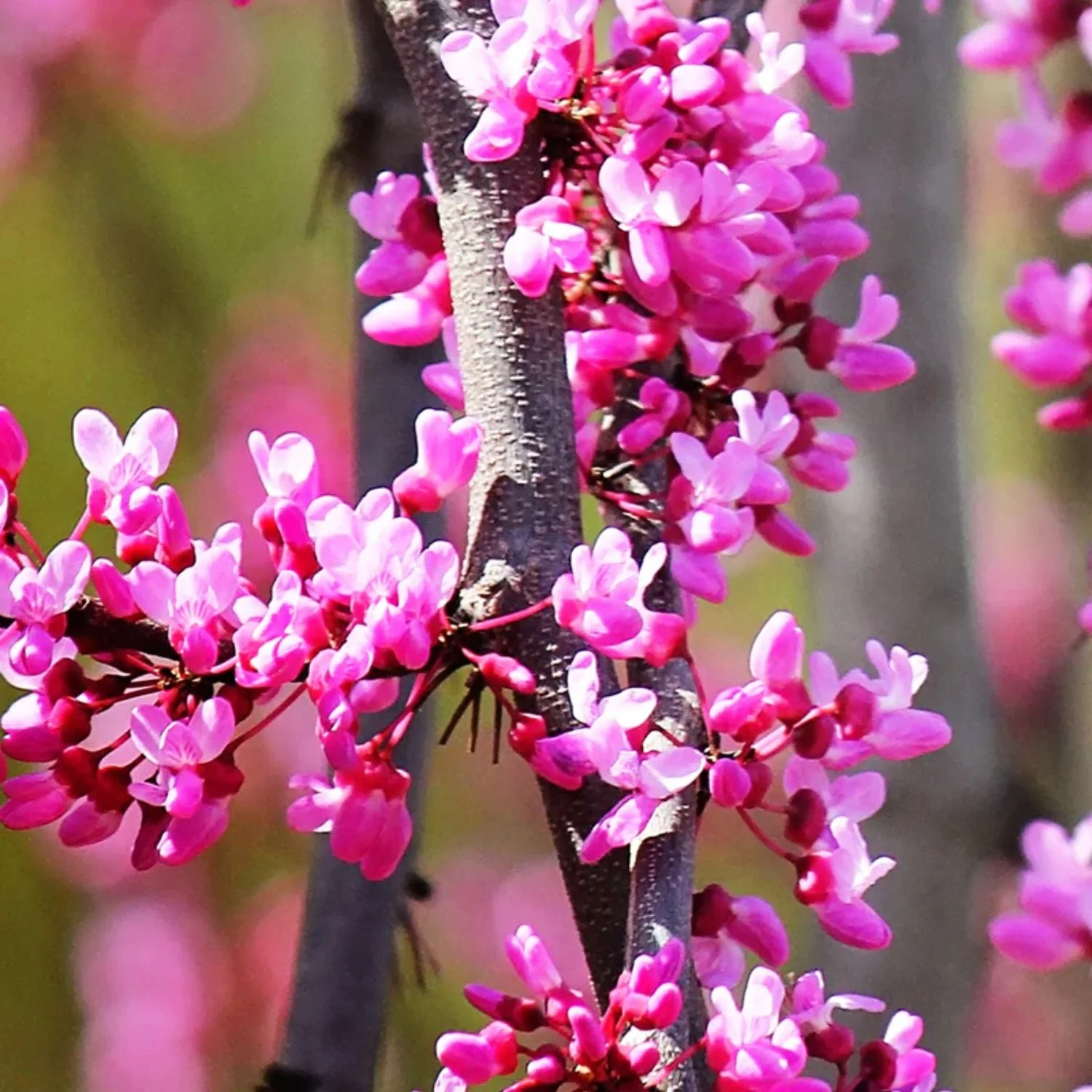 3-4 ft. tall Weeping Ruby Falls Redbud Live Tree in 7-Gallon Grower Pot - Image 3