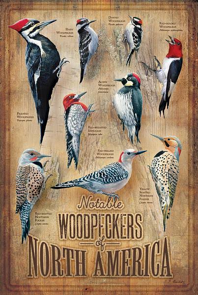 Backyard Woodpeckers of North America 12