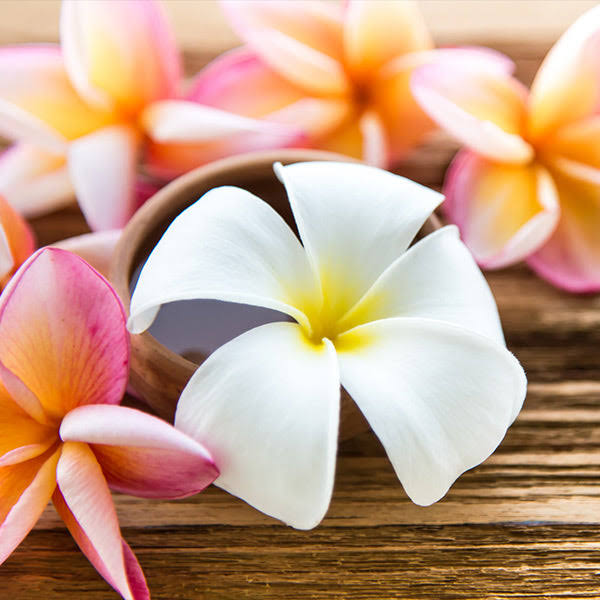 Fast Growing Trees 3 Gallon - Plumeria Plant - Classic Hawaiian Flowers for Several Months