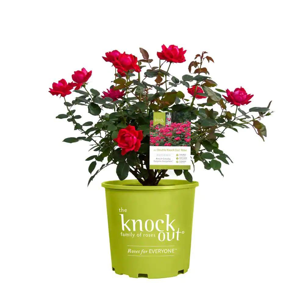 1 gal. Red Double Knock Out Live Rose Bush with Red Flowers