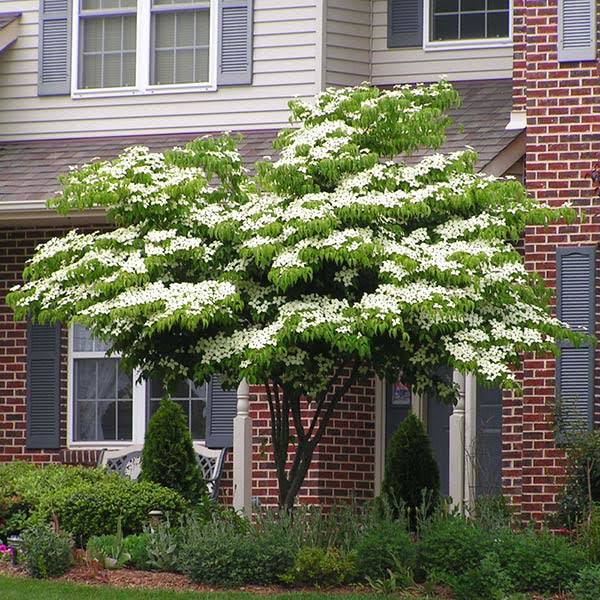6-7 ft. - White Kousa Dogwood Tree - Enjoy Year-Round Beauty