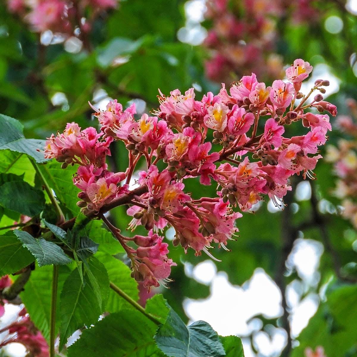 Red Flowering Buckeye Dormant Bare Root Starter Ornamental Tree (1-Pack)