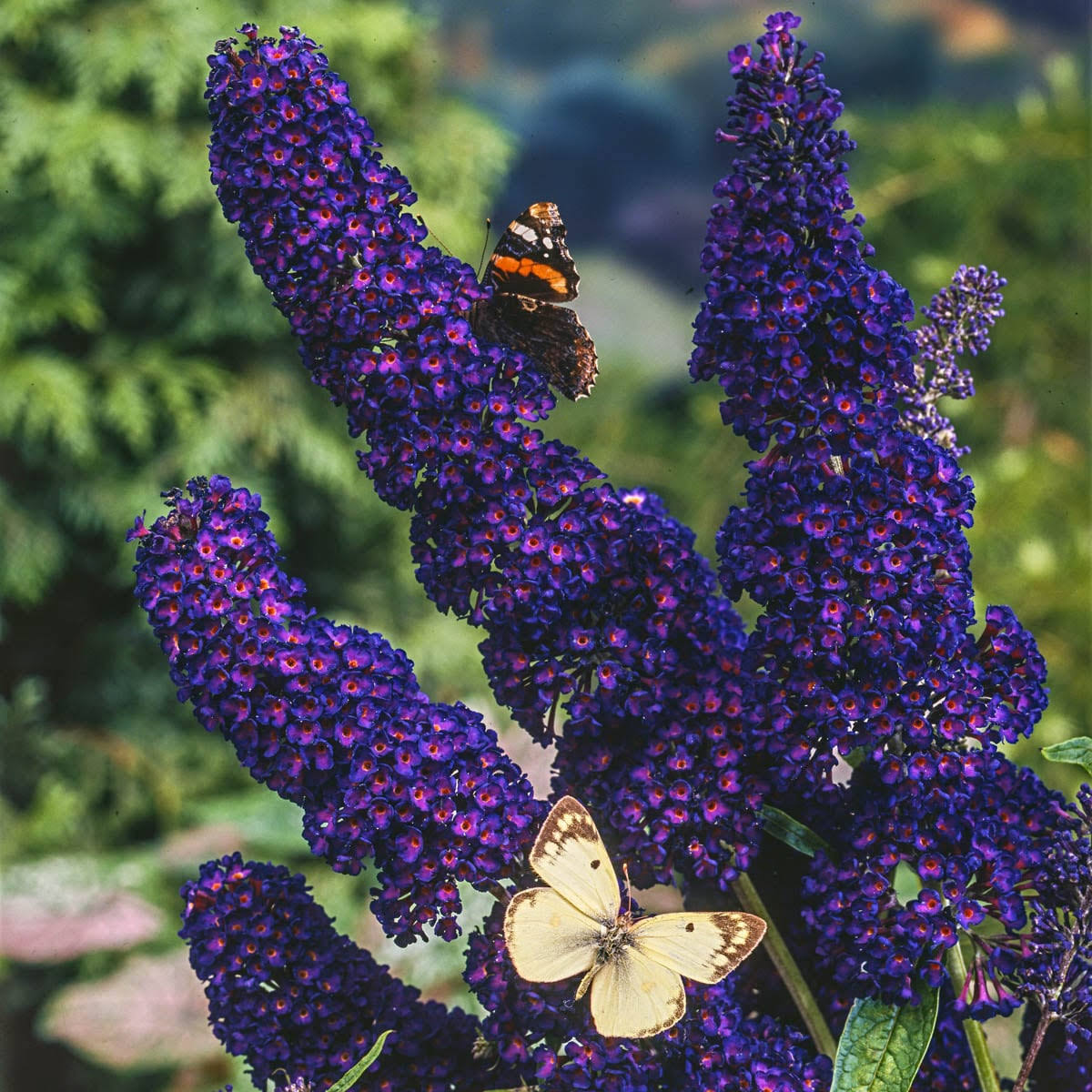 Spring Hill Nurseries Purple Black Knight Butterfly Bush Dormant Shrub Flowering Shrub in 1 Pack(s) Bare Root | 87607