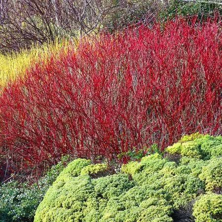 Brighter Blooms - Red Twig Dogwood Shrub, 2 gal. - No Shipping to AZ and fl