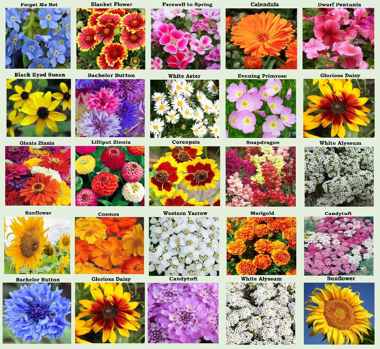 Apexmode 25 Heirloom Flower Seed Packets Including 20+ Varieties Flower Seeds - Forget Me Not Sunflower Marigold Zinnia Lilliput Snapdragon Hummingbir
