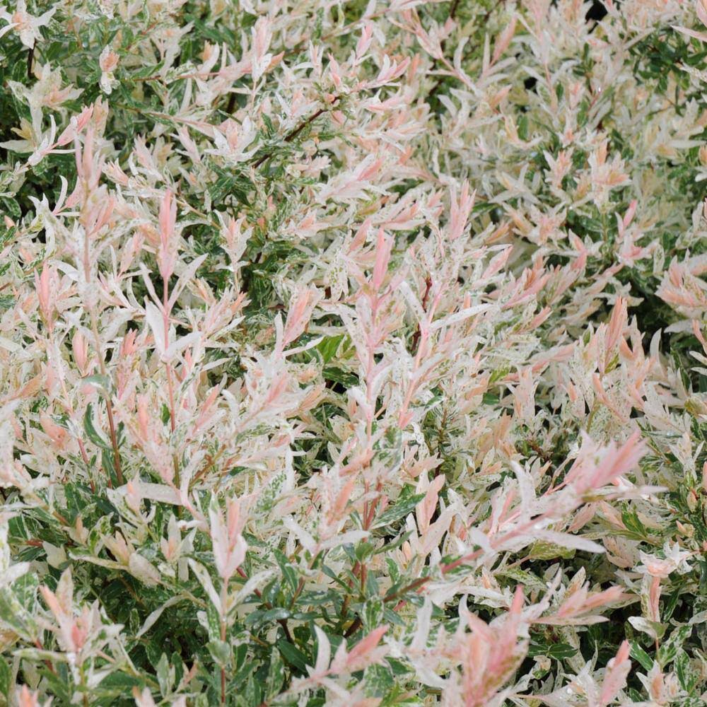 Dappled Willow Dormant Bare Root Flowering Starter Shrub (1-Pack)