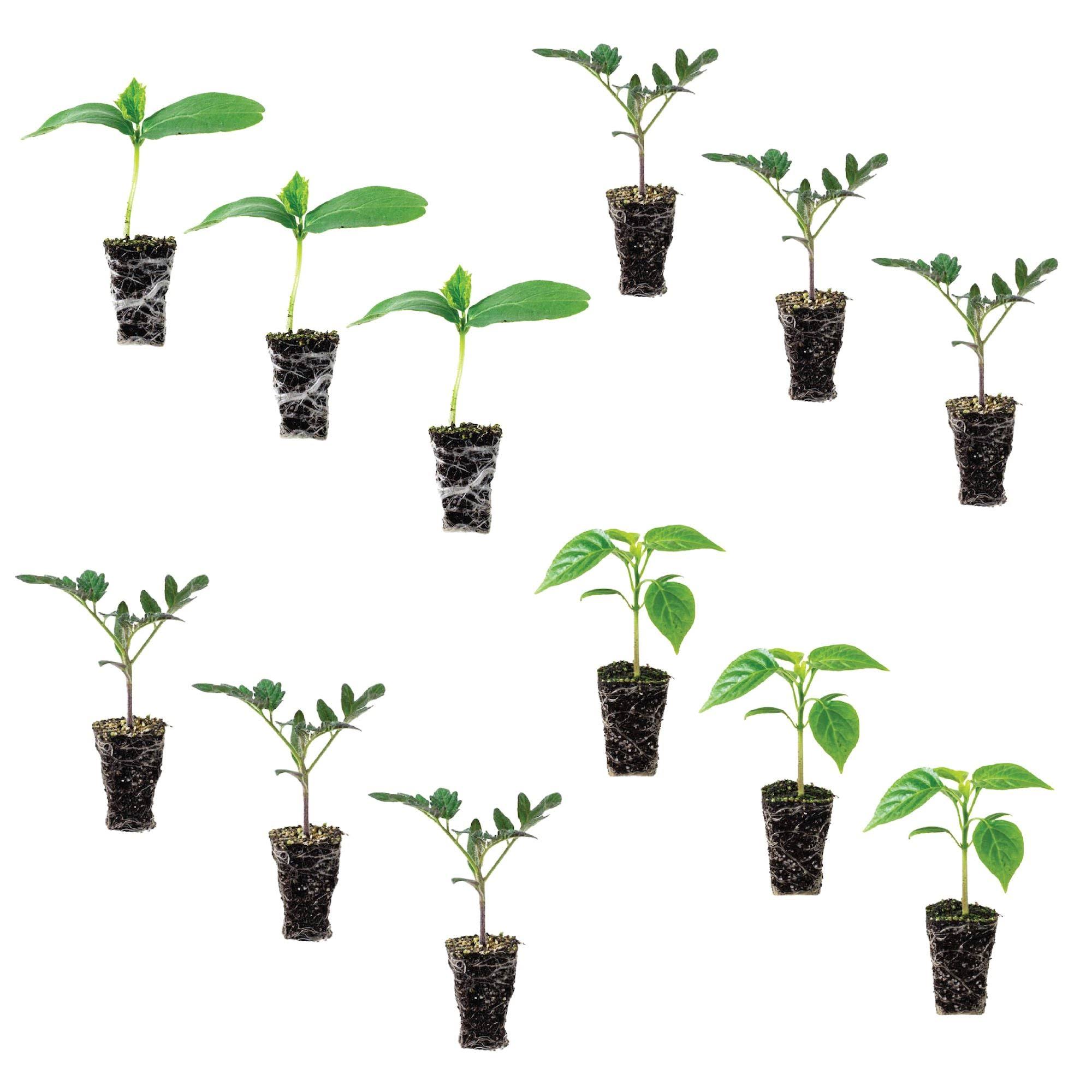 Beginner Veggie Garden Plantlings Kit | Live Plants Online from Ferry-Morse Seeds