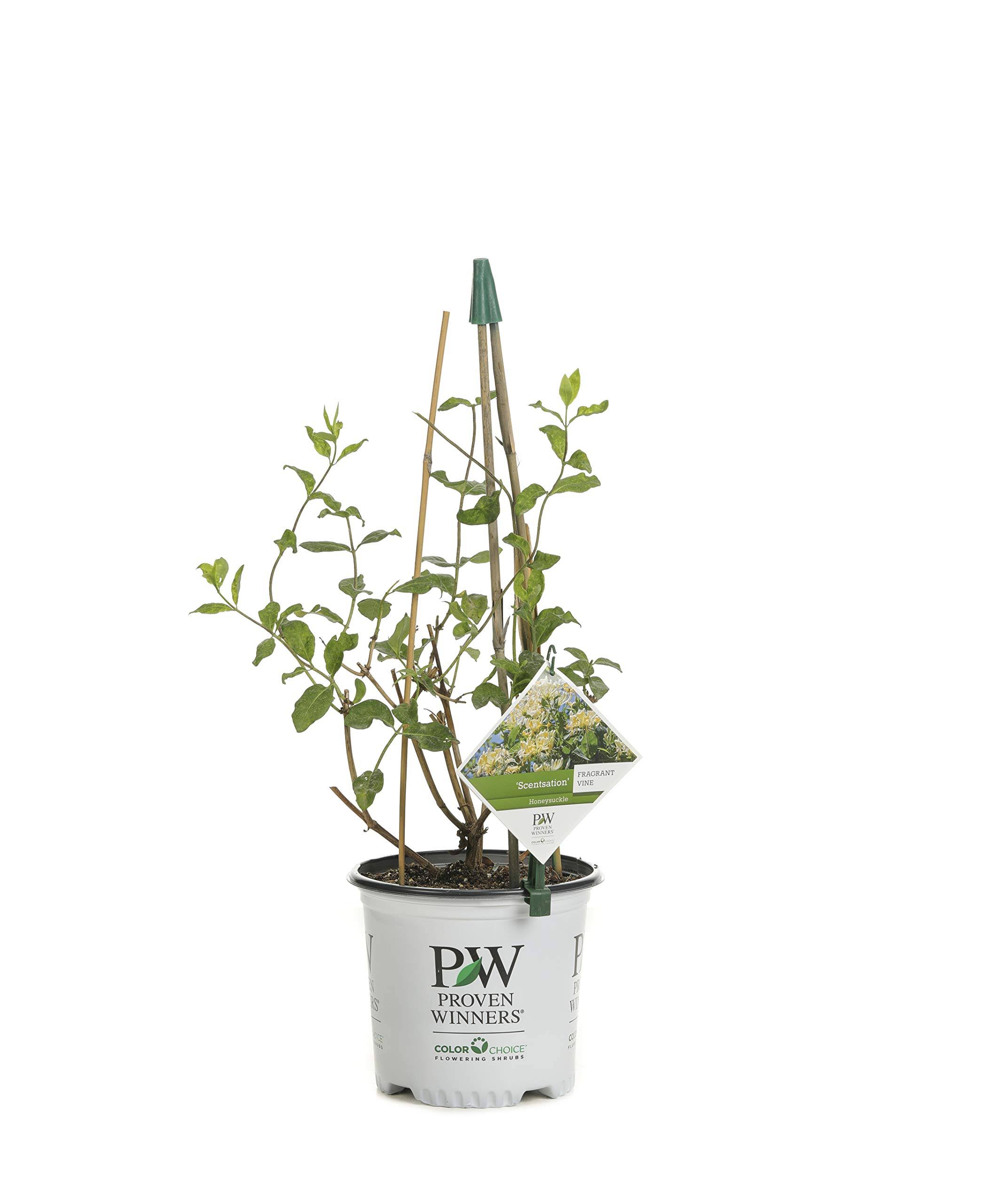 Proven Winners 1 gal. Scentsation Honeysuckle (Lonicera) Live Shrub, Yellow Flowers and Red Berries