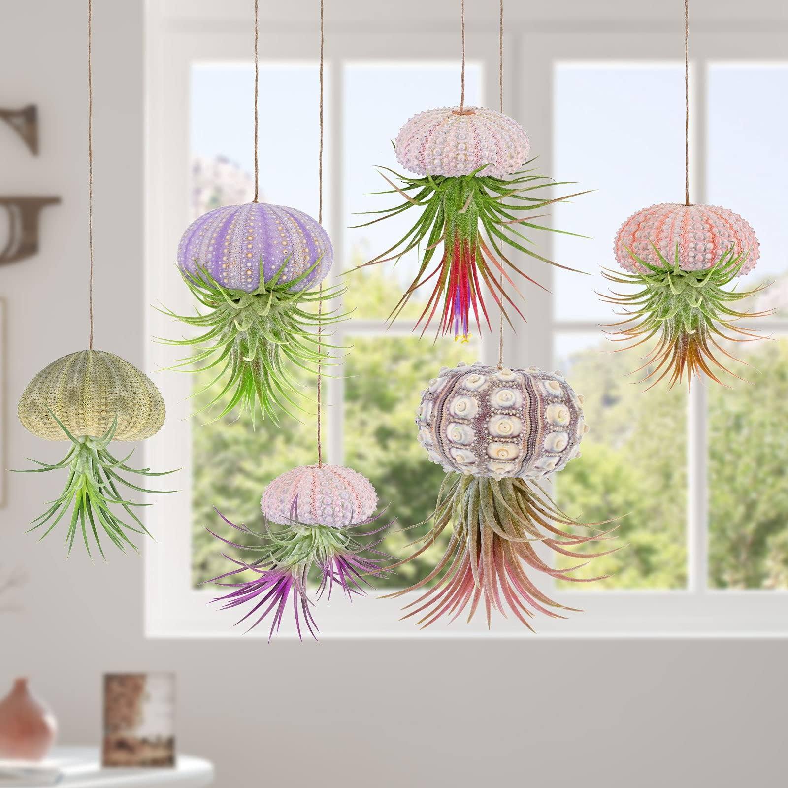 Rumia 6pcs Hanging Air Plants Holders/Stand Mini Sea Urchin Shell Decorative Tillandsiat Succulent Holders Air Plant Display Container for Home