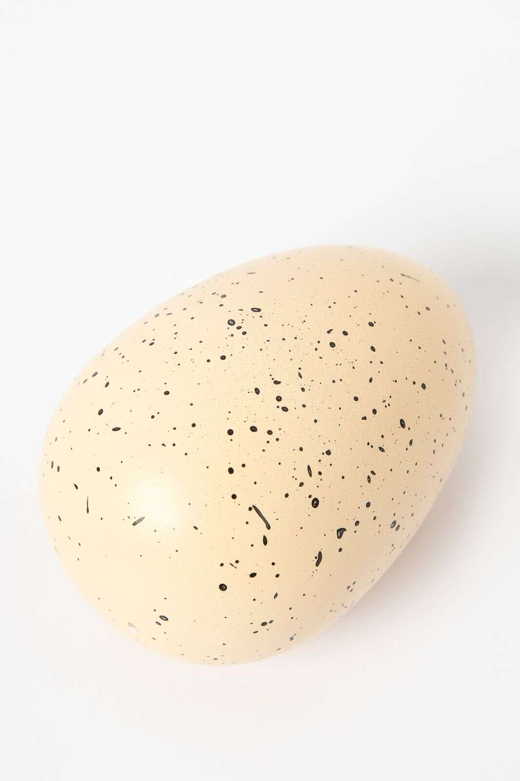 Rex London grow your own dinosaur