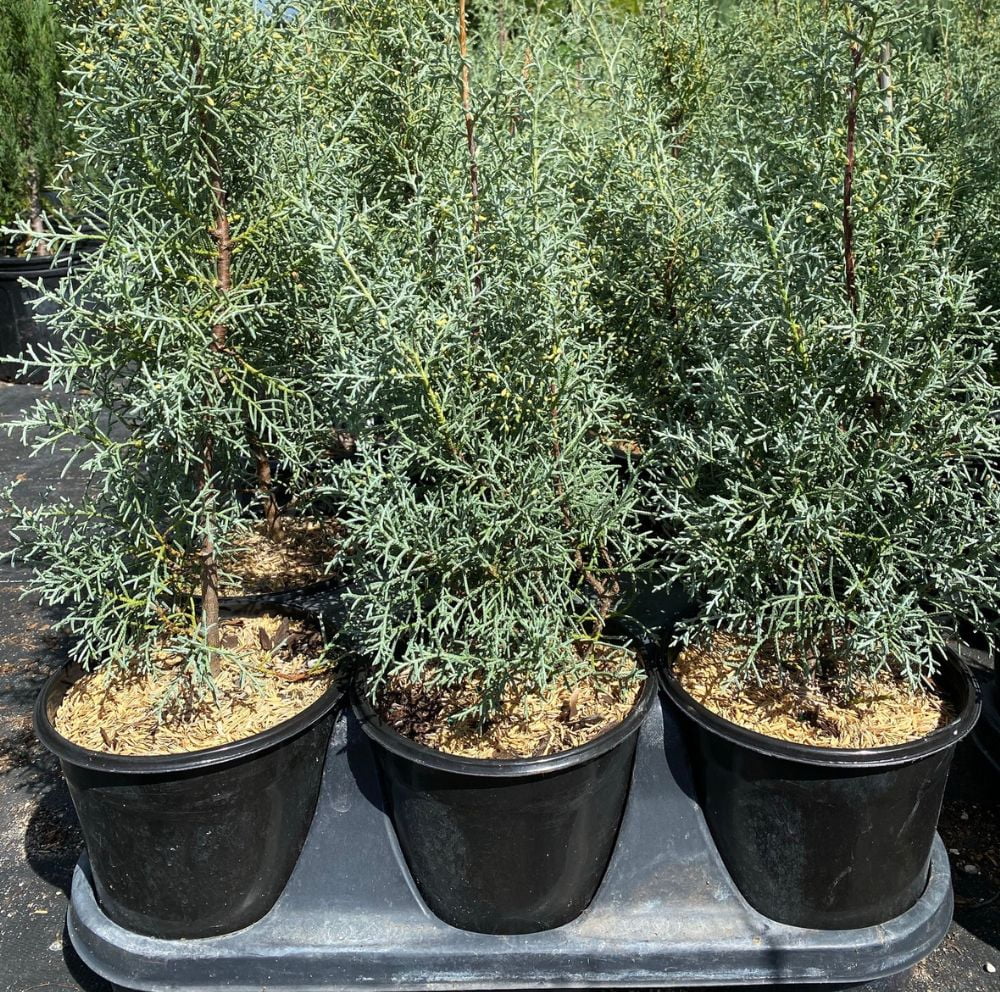 Expert Gardener 3-4 ft. tall Carolina Sapphire Cypress Live Tree in 7-Gallon Grower Pot
