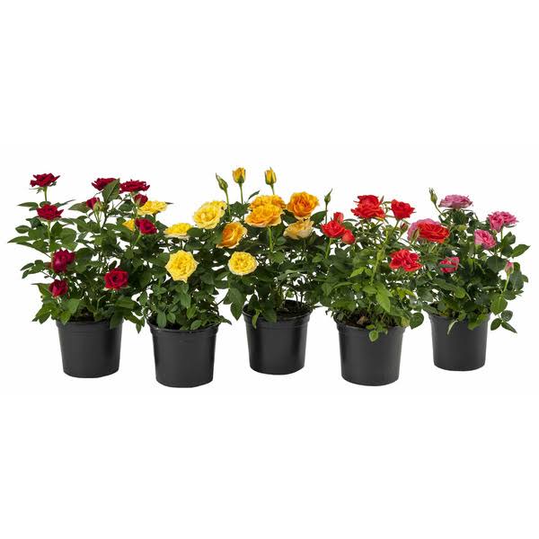 Expert Gardener 4 inch Garden Mini Rose, Green