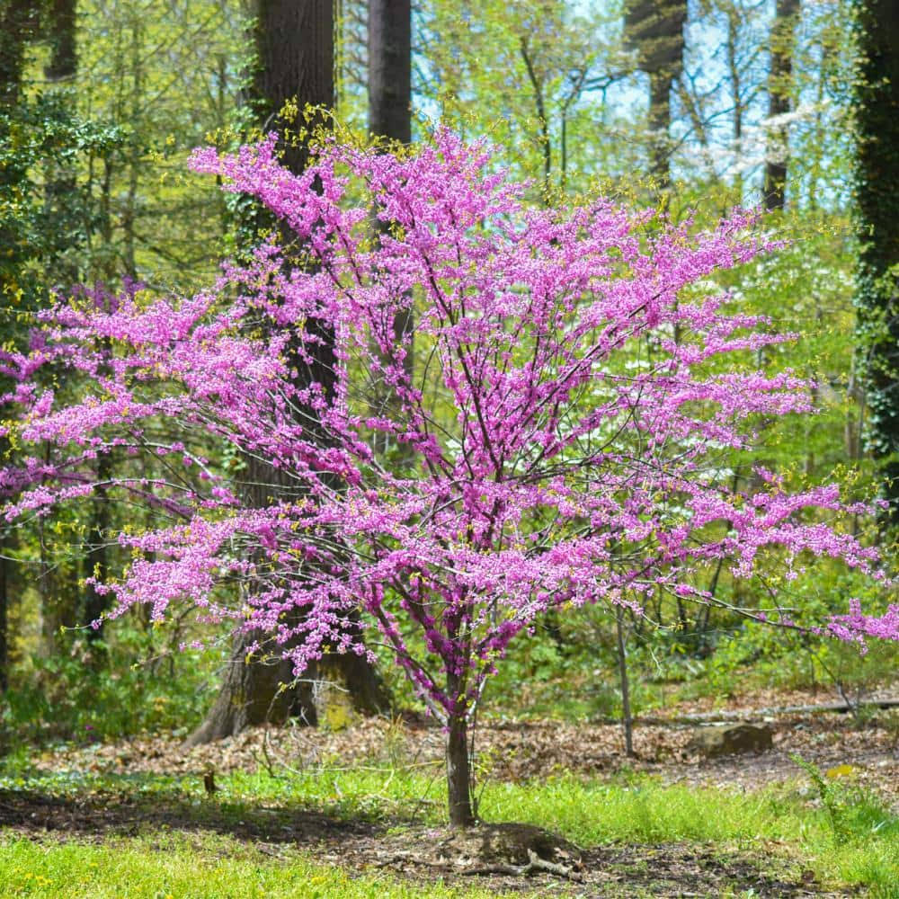 5 gal. Eastern Redbud Tree with Pink Blossoms