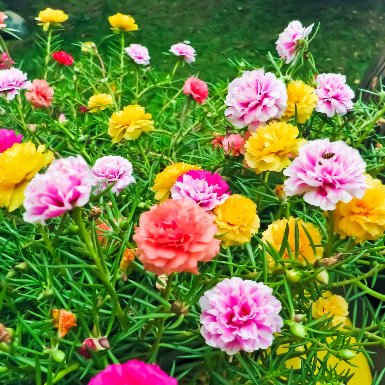 Portulaca Flower Seeds - Double Mix - 500 mg Packet ~4500 Seeds - Color Mix - Annual Flower Gardening - P. Grandiflora