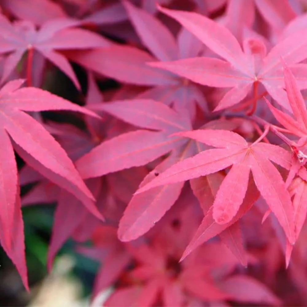 Expert Gardener 3 - 4' Twombly'S Red Sentinel Japanese Maple Tree in 7 Gal. Grower Pot