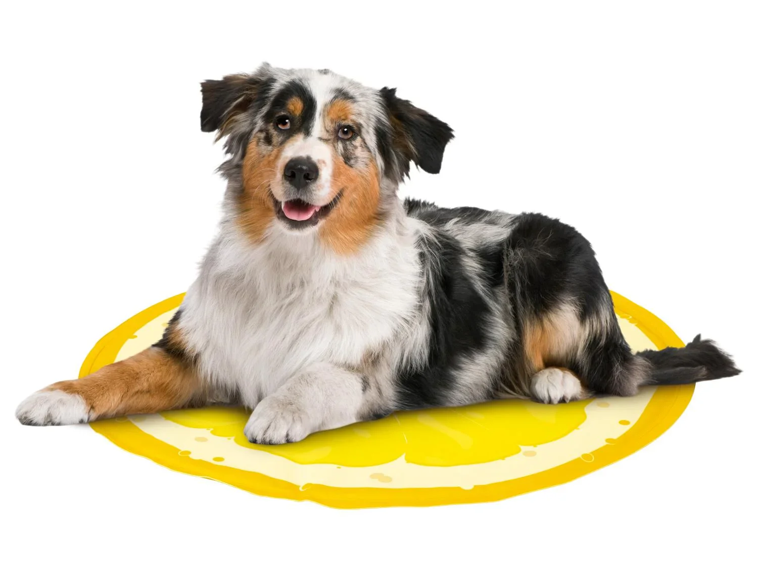 zoofari Tapis rafrachissant pour chien