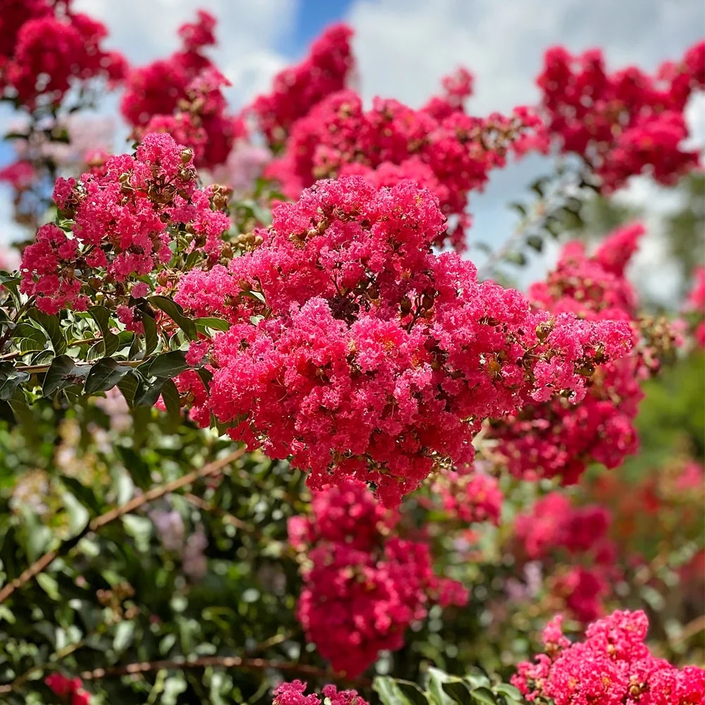 Expert Gardener 3-4 ft. tall Tonto Crape Myrtle Live Tree in 7-Gallon Grower Pot