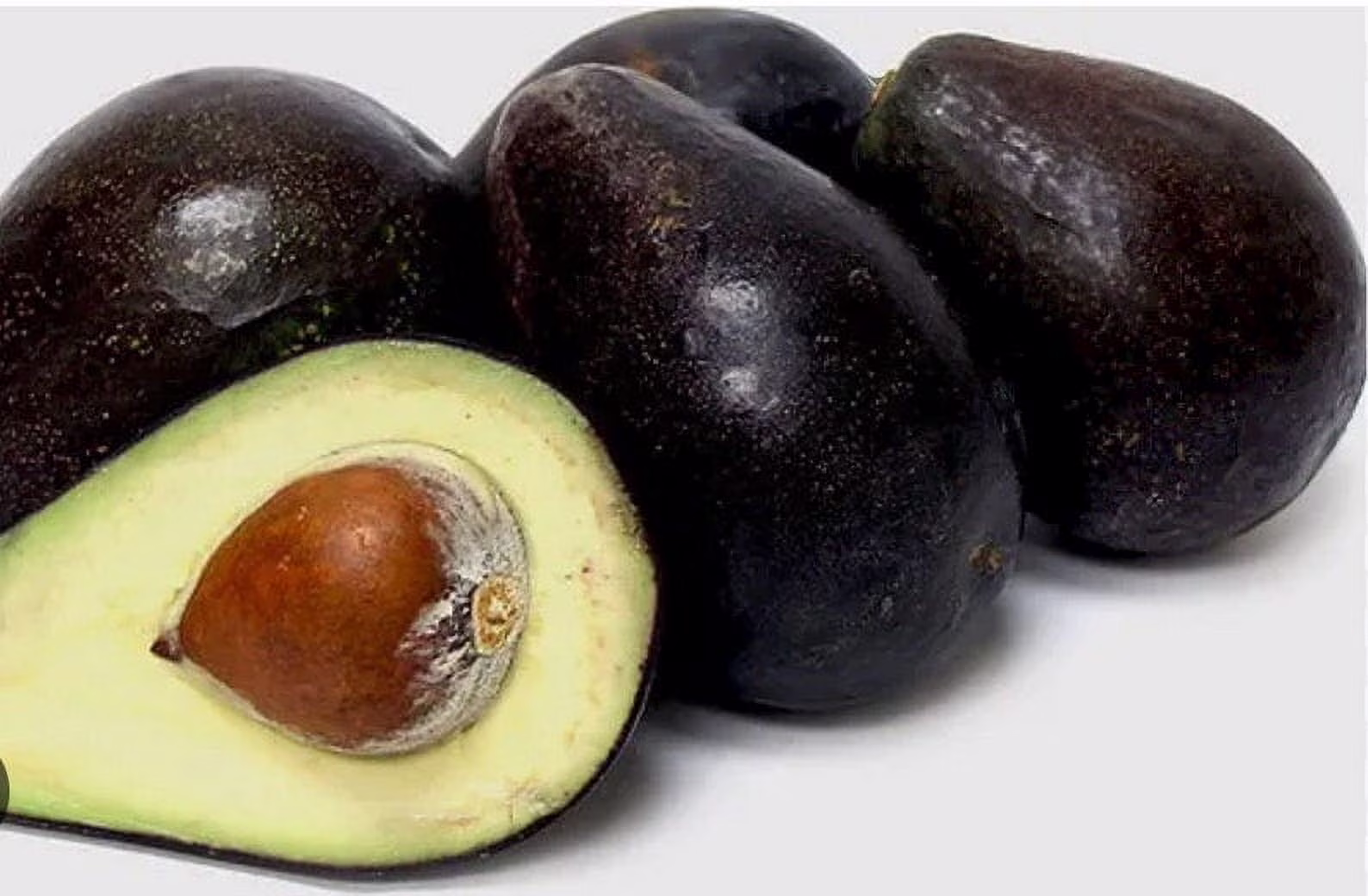 Oro negro grafted Avocado Tree From 2 to 4 feet tall. We ship to all states
