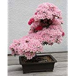 Bonsai Tree Japanese Sakura Seeds. Rare Japanese Cherry Blossoms Flowers Seeds in Bonsai,Pink Prunus Serrulata15 Seedspack