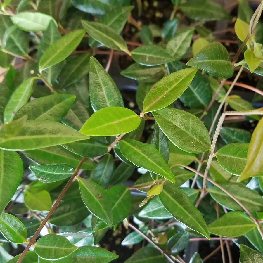 Expert Gardener Asiatic Jasmine - 54 Pack (3.25 In. Pots) Evergreen Groundcover Vine - Full Sun Live Outdoor Plant