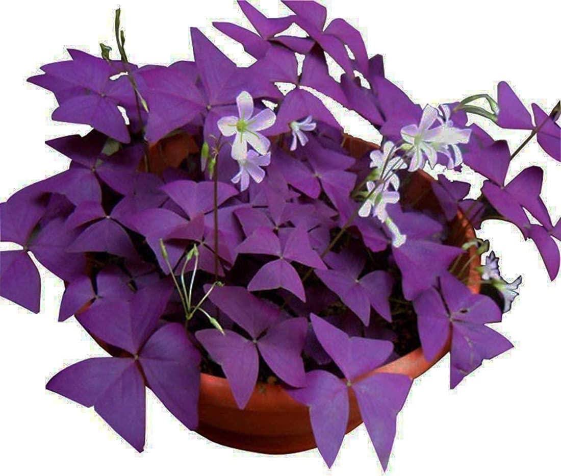 Opticase Oxalis Triangularis 10 Bulbs - Purple Shamrocks Lucky Lovely Flowers Bulbs Grows Indoor or Outdoor