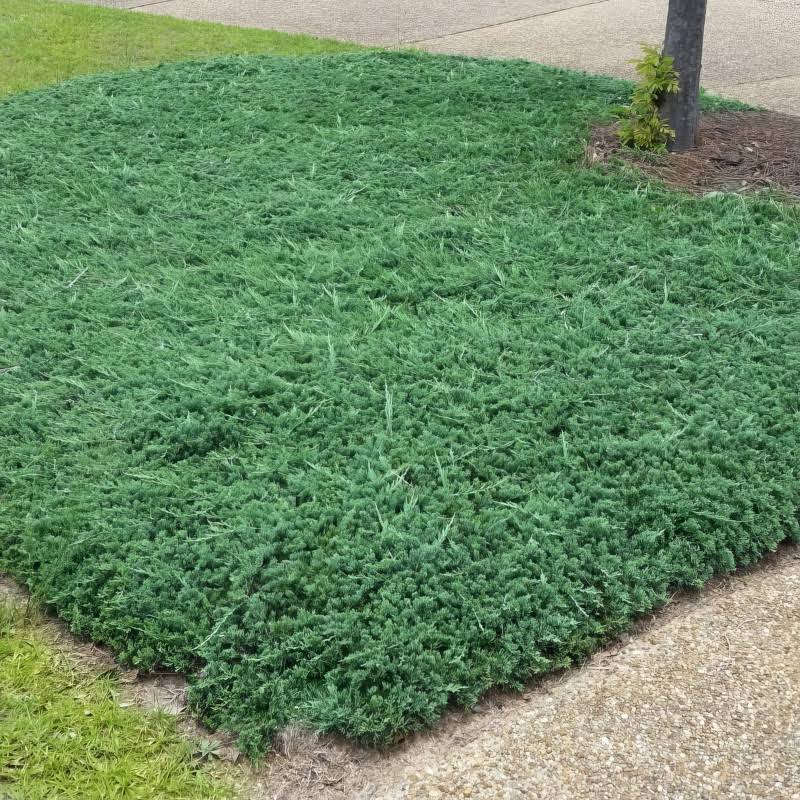 Blue Rug Juniper 2.5 qt