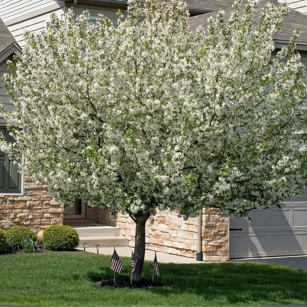 Expert Gardener 3 - 4 Ft. Tall Prairiefire Crabapple Live Tree in 7 - Gallon Grower Pot