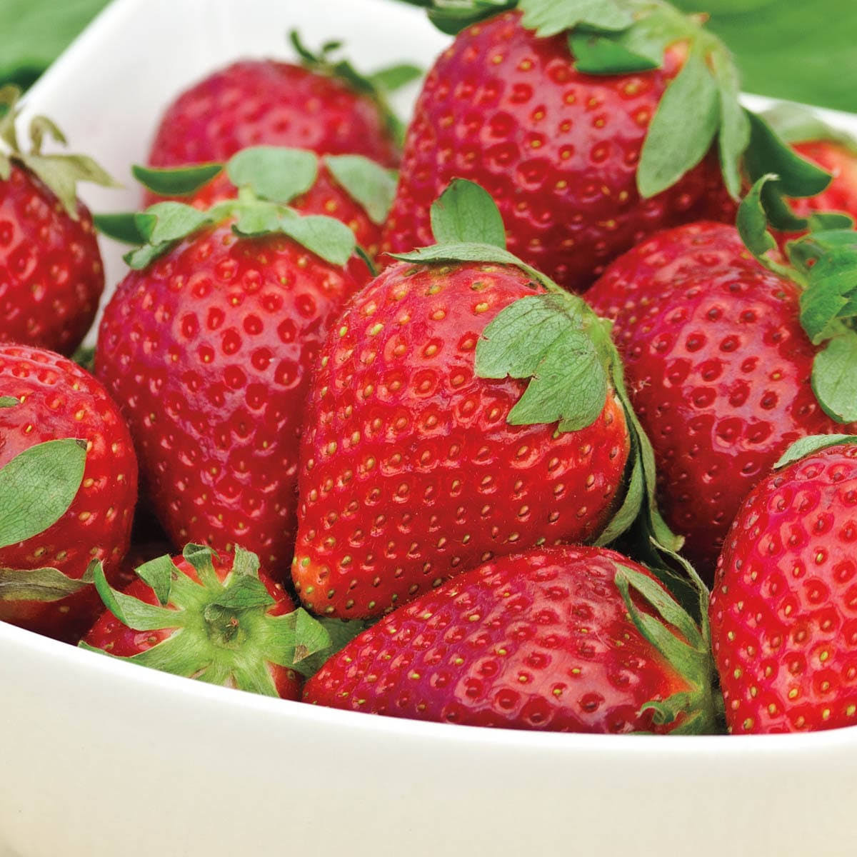 Gurney's Seed and Nursery 10-Pack Albion Strawberry Bare Root Plants
