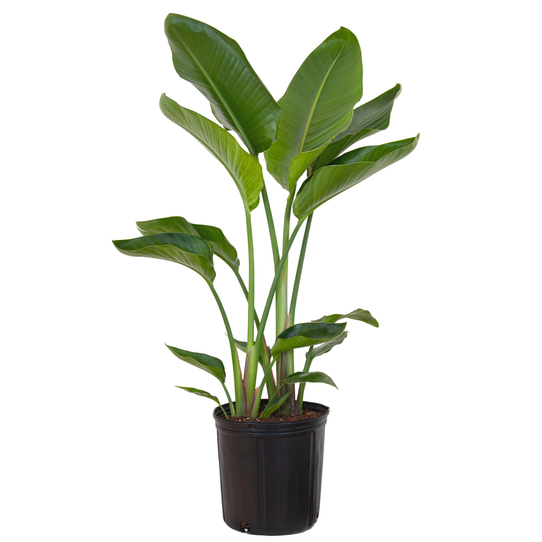 United Nursery Live White Bird of Paradise Plant 26-32 Inches Tall in 9.25 inch Grower Pot