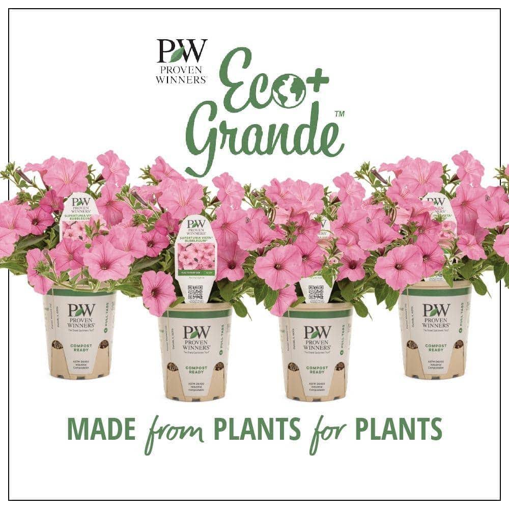 Proven Winners 4-Pack, 4.25 in. Eco+Grande Supertunia Vista Bubblegum (Petunia) Live Plant, Pink Flowers