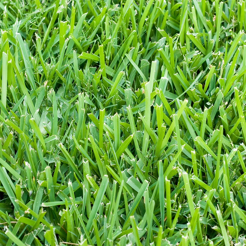 St. Augustine 500 Sq. Ft. Sod Pallet