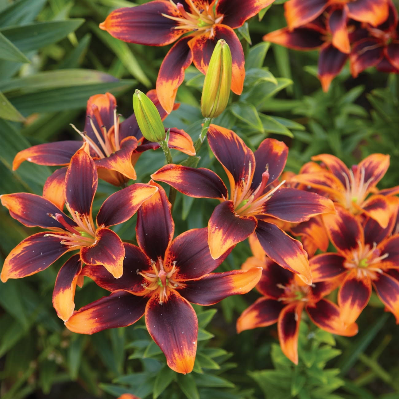 Van Zyverden Lily Forever Susan Dormant Bulb Partial Sun; 3-6hrs Multi-Color, 738520
