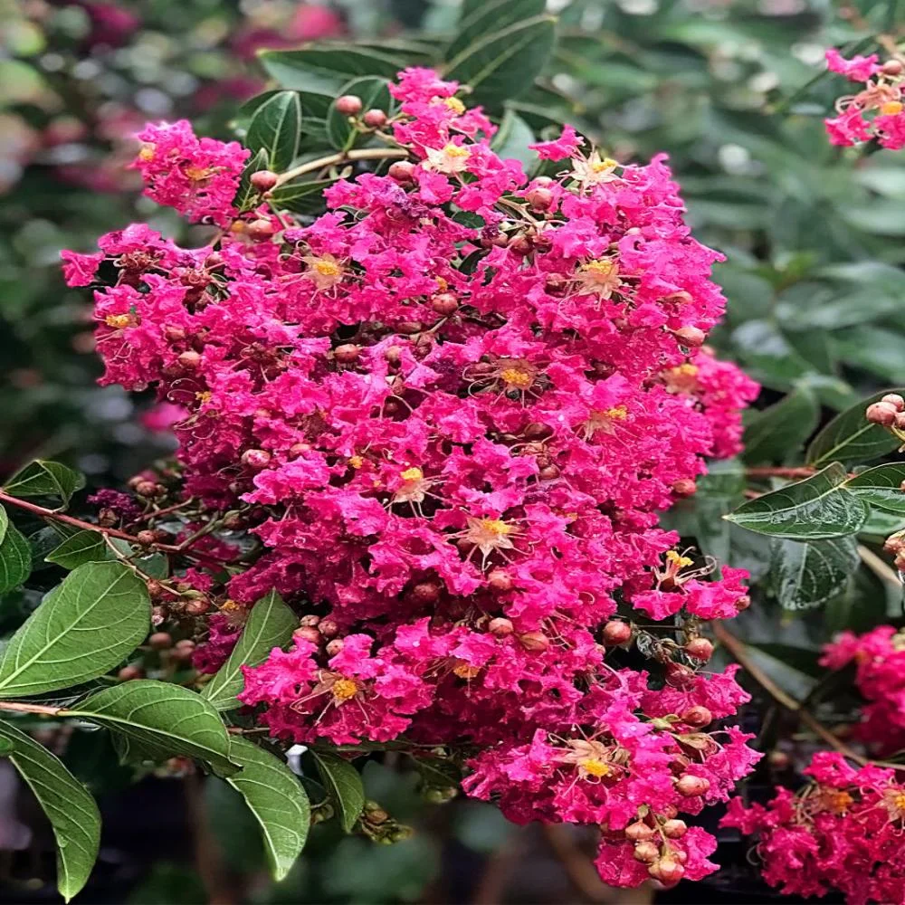 Expert Gardener 3-4 ft. tall Tonto Crape Myrtle Live Tree in 7-Gallon Grower Pot