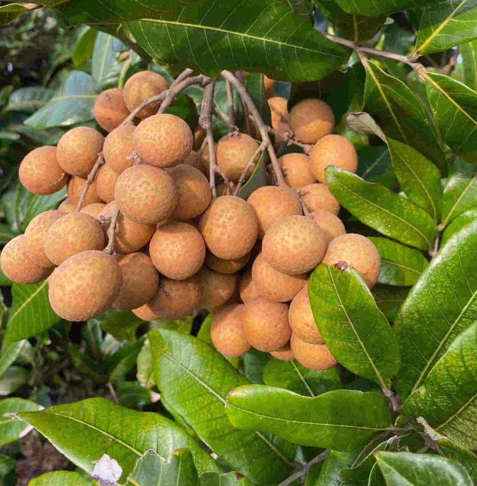 Biew Kiew Longan Air Layered. 2 - 4 Feet Tall. Ship to ALL STATES