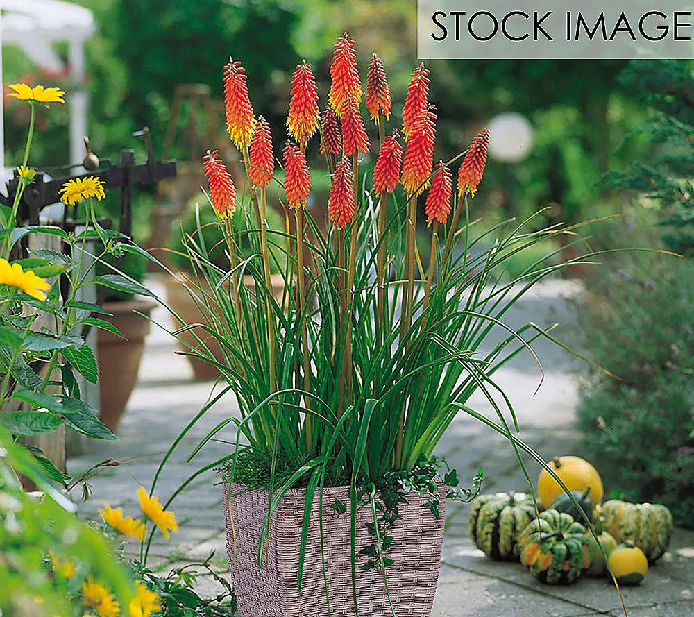 Van Zyverden Poker Patio Kit with Decorative Rattan Planter and Root Red Hot