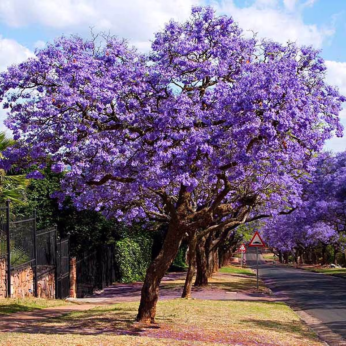Jacaranda Tree, 2-3 ft. No Shipping To AZ(2-3ft)