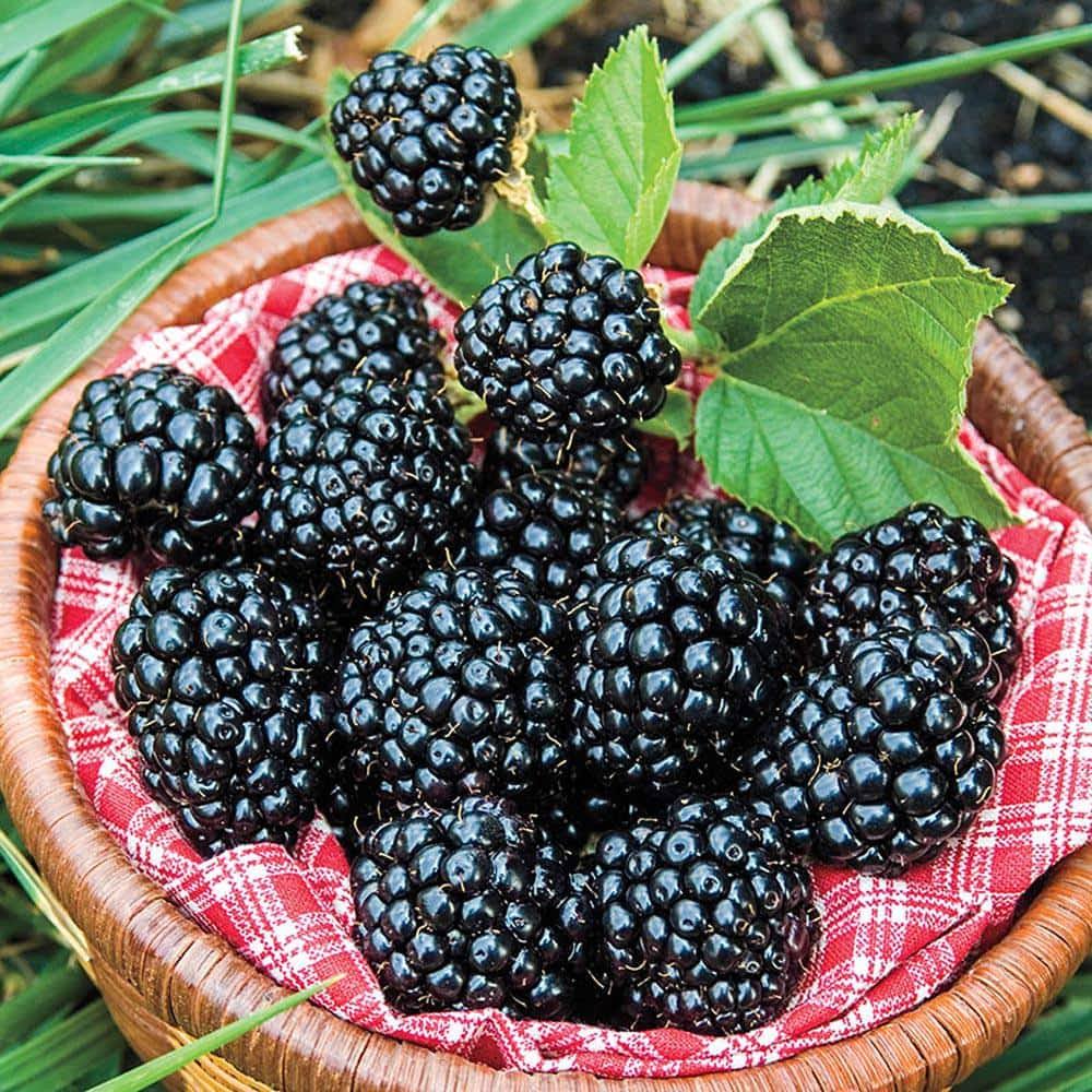 Gardens Alive! Blackberry Arapaho (Bareroot) 80886