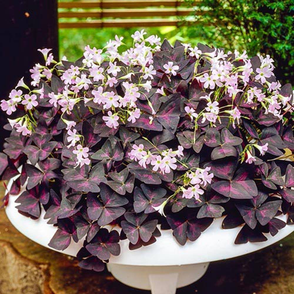 Gardens Alive! 10-Pack Burgundy Shamrock (Oxalis) Bulbs | 66918