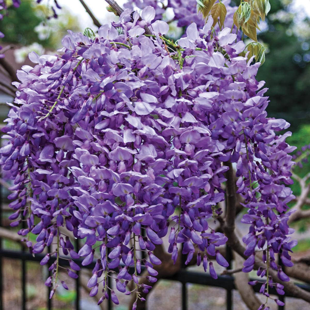 Blue Moon Reblooming Wisteria Deciduous Flowering Vining Plant, Grown in A 2.50 Quart Pot (1-Pack)