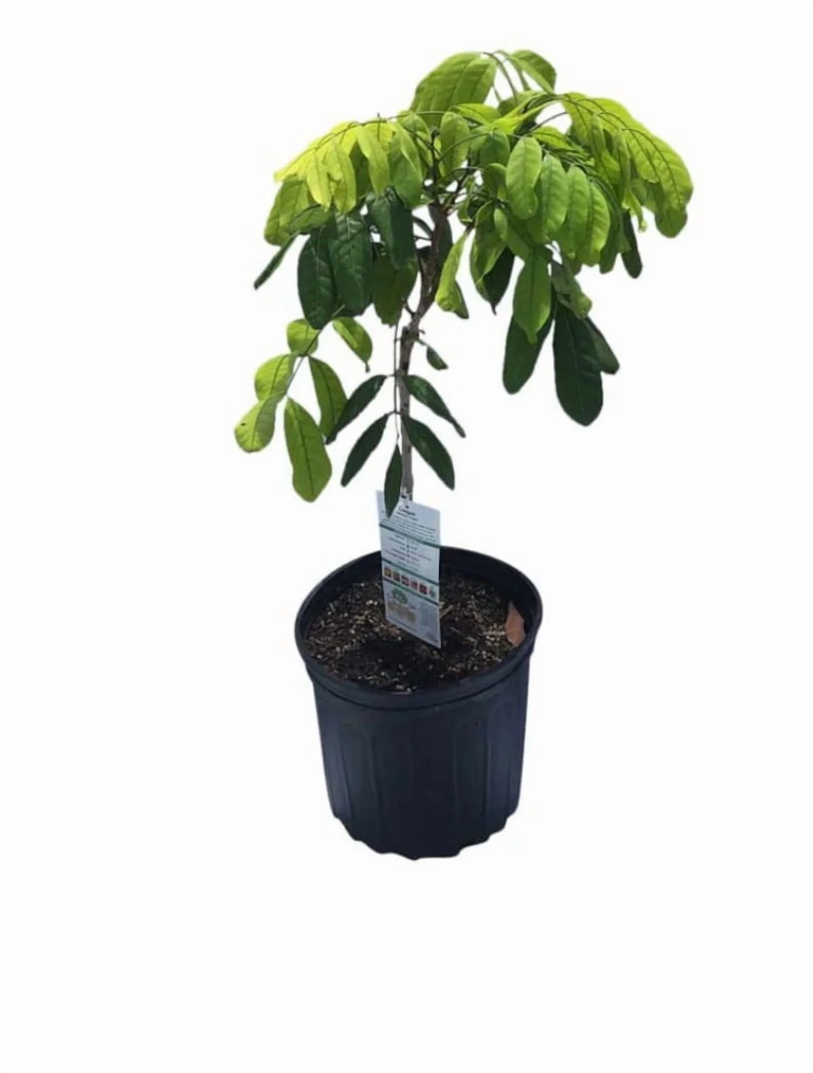 Biew Kiew Longan Air Layered. 2 - 4 Feet Tall. Ship to ALL STATES