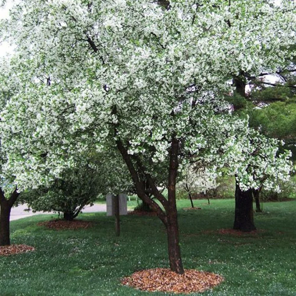 Expert Gardener 3 - 4 Ft. Tall Prairiefire Crabapple Live Tree in 7 - Gallon Grower Pot