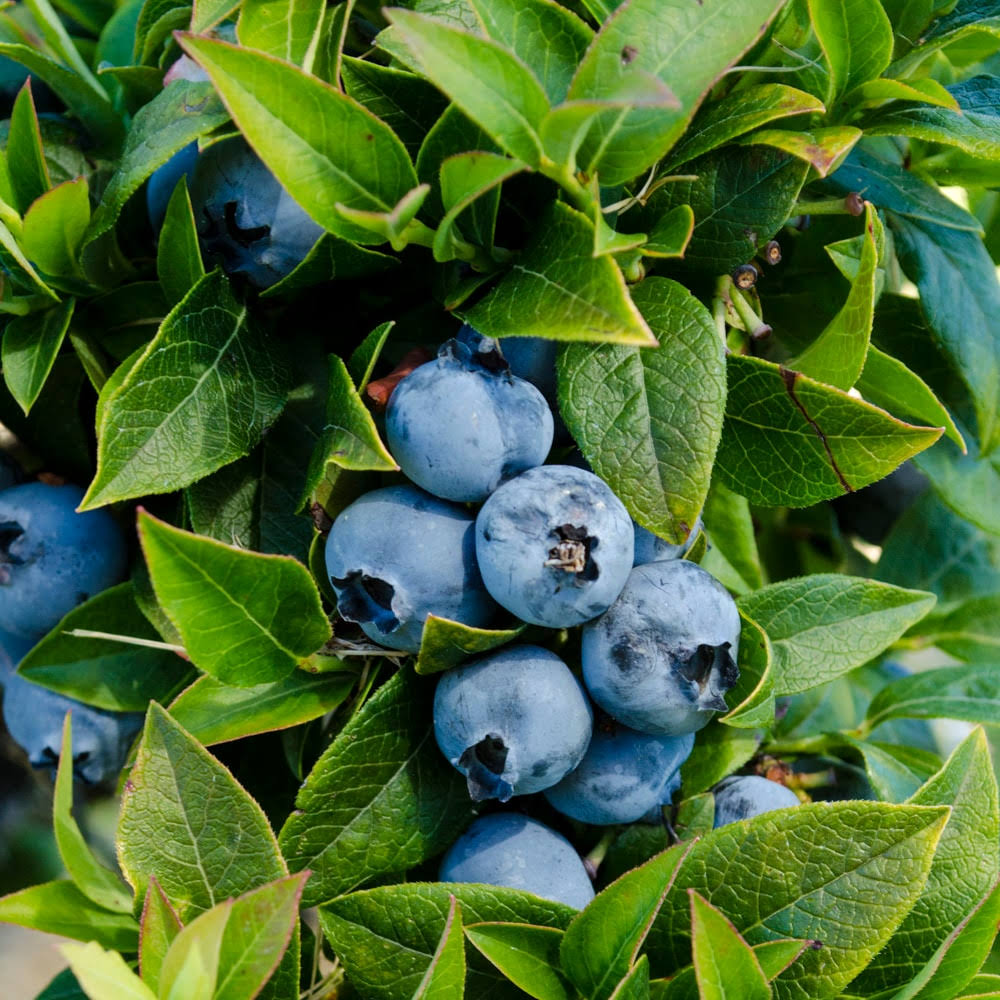 Gurney's Seed and Nursery 1-Pack Tophat Blueberry Bare Root Plant | 63080