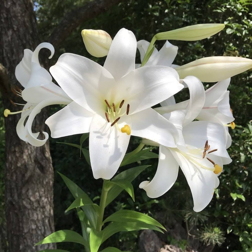 Touch of ECO Giant Pretty Lady Tree Flower Lily Bulbs 3 Pack Alphanumeric String, Large