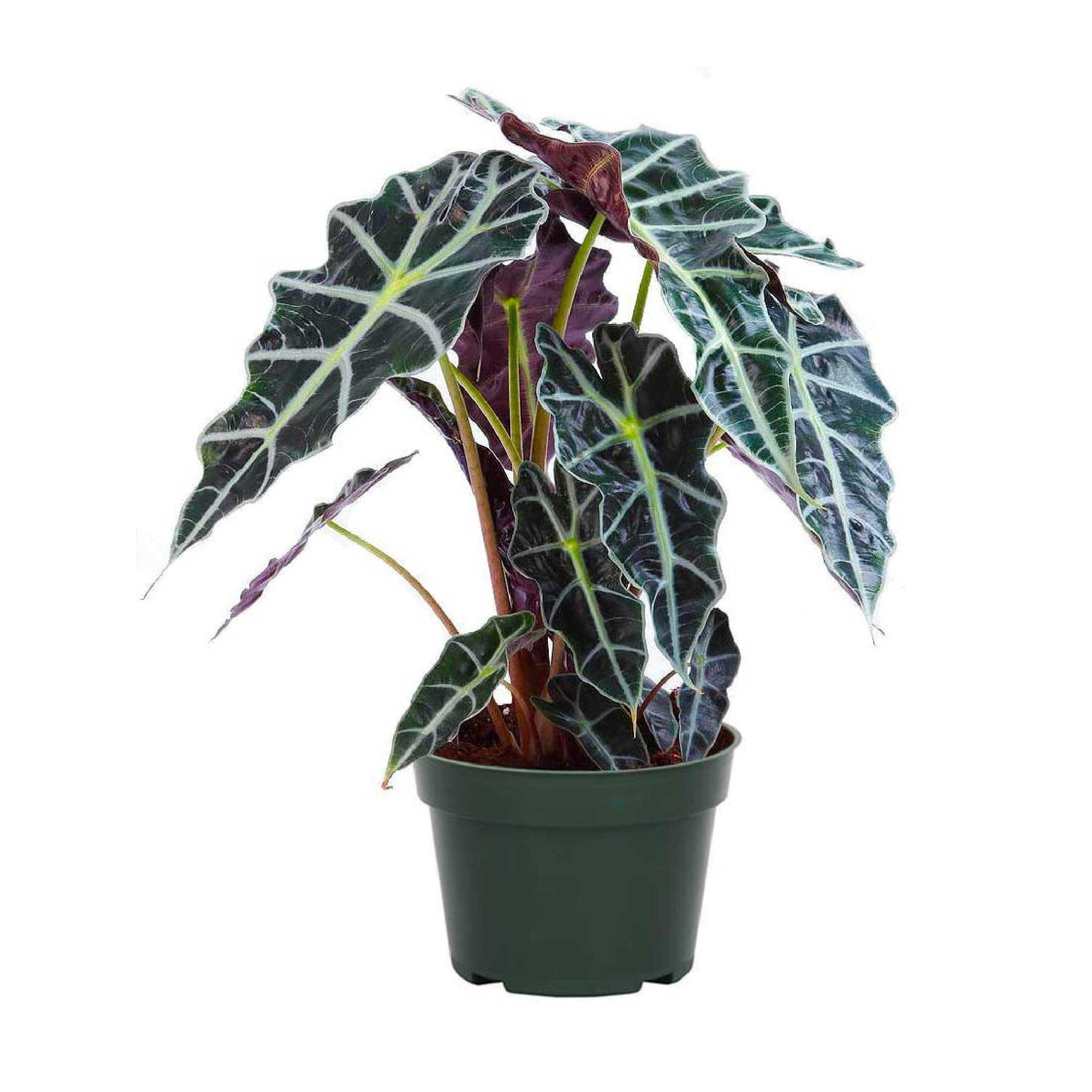 American Plant Exchange Alocasia Polly, African Mask Plant, Live Houseplant, 6-Inch Pot, Deep Purple Foliage, Perfect for Gifting, Green