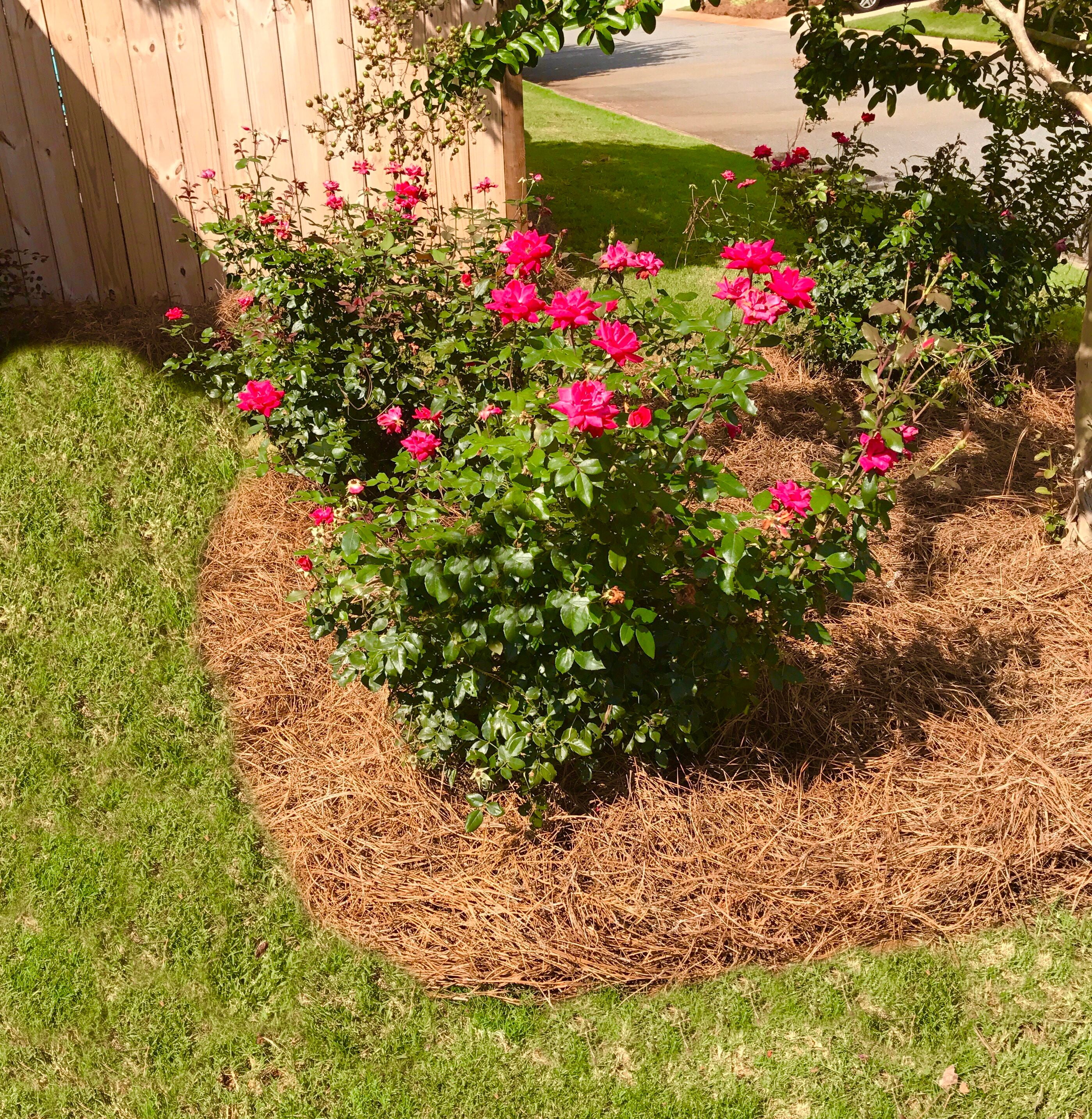 Premium Long Needle | Pine Straw Mulch | Covers 1800 Sqft Image 5
